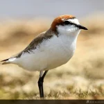 Red-caped Plover (Charadrius ruficapillus)